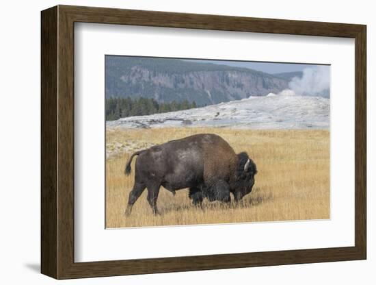 USA, Wyoming, Yellowstone National Park, Upper Geyser Basin. Lone male American bison-Cindy Miller Hopkins-Framed Photographic Print