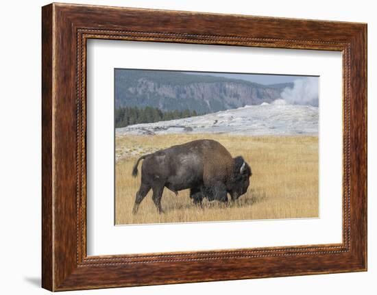 USA, Wyoming, Yellowstone National Park, Upper Geyser Basin. Lone male American bison-Cindy Miller Hopkins-Framed Photographic Print