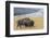 USA, Wyoming, Yellowstone National Park, Upper Geyser Basin. Lone male American bison-Cindy Miller Hopkins-Framed Photographic Print