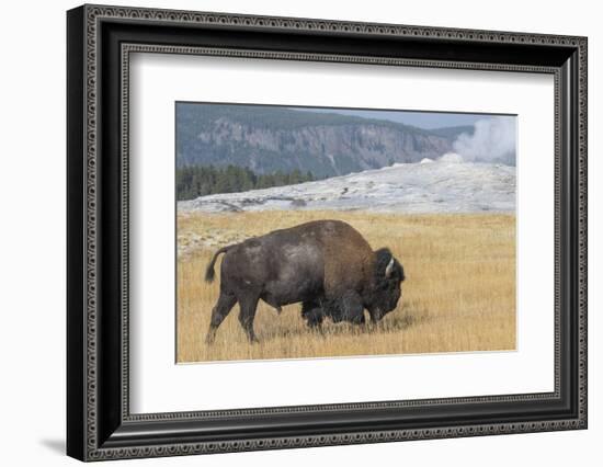 USA, Wyoming, Yellowstone National Park, Upper Geyser Basin. Lone male American bison-Cindy Miller Hopkins-Framed Photographic Print