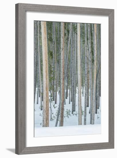 USA, Wyoming, Yellowstone NP, Lodgepole Pine Forest in the Winter-Rob Tilley-Framed Photographic Print