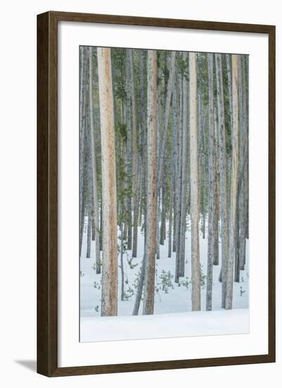 USA, Wyoming, Yellowstone NP, Lodgepole Pine Forest in the Winter-Rob Tilley-Framed Photographic Print