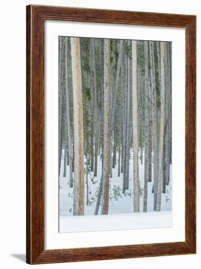 USA, Wyoming, Yellowstone NP, Lodgepole Pine Forest in the Winter-Rob Tilley-Framed Photographic Print