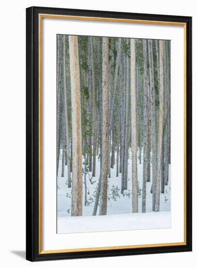 USA, Wyoming, Yellowstone NP, Lodgepole Pine Forest in the Winter-Rob Tilley-Framed Photographic Print