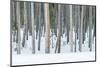USA, Wyoming, Yellowstone NP, Lodgepole Pine Forest in the Winter-Rob Tilley-Mounted Photographic Print