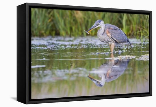 USA, Wyoming, young Great Blue Heron catches a small fish in a pond.-Elizabeth Boehm-Framed Premier Image Canvas