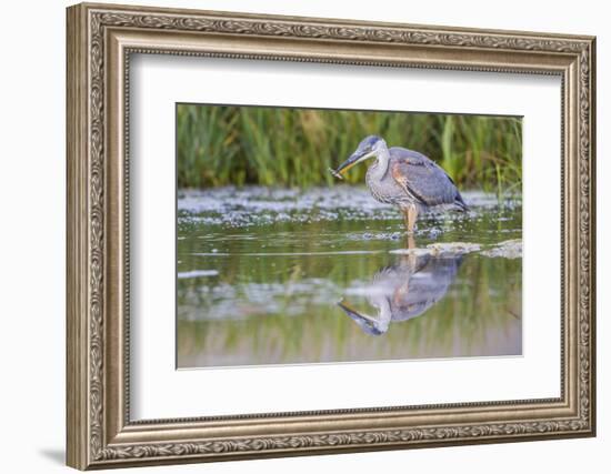 USA, Wyoming, young Great Blue Heron catches a small fish in a pond.-Elizabeth Boehm-Framed Photographic Print