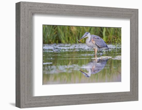 USA, Wyoming, young Great Blue Heron catches a small fish in a pond.-Elizabeth Boehm-Framed Photographic Print