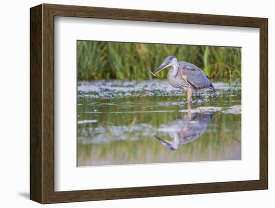 USA, Wyoming, young Great Blue Heron catches a small fish in a pond.-Elizabeth Boehm-Framed Photographic Print