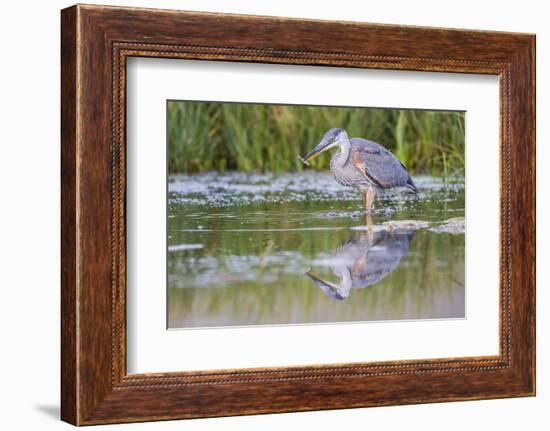 USA, Wyoming, young Great Blue Heron catches a small fish in a pond.-Elizabeth Boehm-Framed Photographic Print