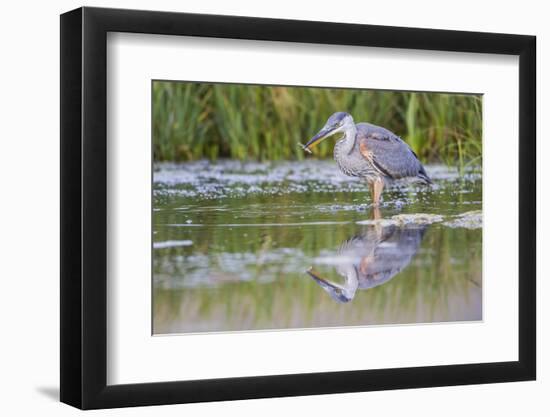 USA, Wyoming, young Great Blue Heron catches a small fish in a pond.-Elizabeth Boehm-Framed Photographic Print