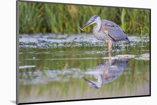 USA, Wyoming, young Great Blue Heron catches a small fish in a pond.-Elizabeth Boehm-Mounted Photographic Print