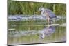 USA, Wyoming, young Great Blue Heron catches a small fish in a pond.-Elizabeth Boehm-Mounted Photographic Print