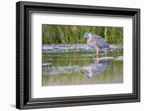 USA, Wyoming, young Great Blue Heron catches a small fish in a pond.-Elizabeth Boehm-Framed Photographic Print