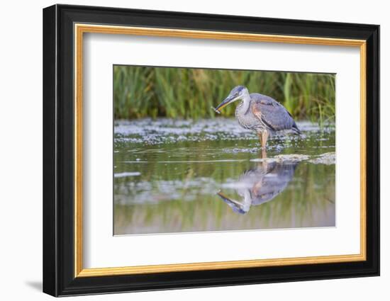 USA, Wyoming, young Great Blue Heron catches a small fish in a pond.-Elizabeth Boehm-Framed Photographic Print