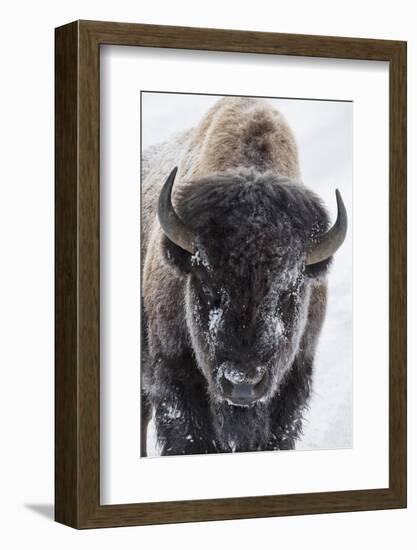 USA, Yellowstone, bison.-Ken Archer-Framed Photographic Print