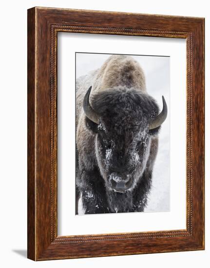 USA, Yellowstone, bison.-Ken Archer-Framed Photographic Print