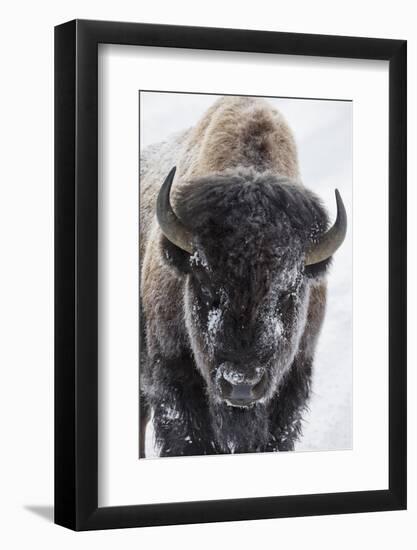 USA, Yellowstone, bison.-Ken Archer-Framed Photographic Print