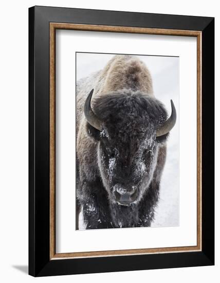 USA, Yellowstone, bison.-Ken Archer-Framed Photographic Print