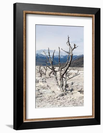 USA, Yellowstone National Park, Mammoth Hot Springs, Main Terrace-Catharina Lux-Framed Photographic Print