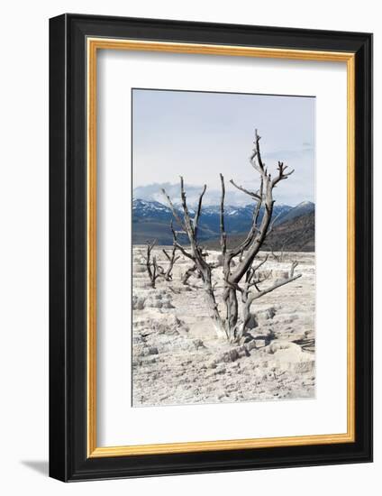 USA, Yellowstone National Park, Mammoth Hot Springs, Main Terrace-Catharina Lux-Framed Photographic Print