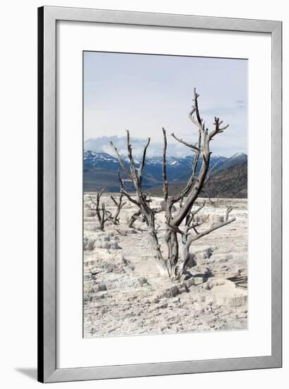 USA, Yellowstone National Park, Mammoth Hot Springs, Main Terrace-Catharina Lux-Framed Photographic Print