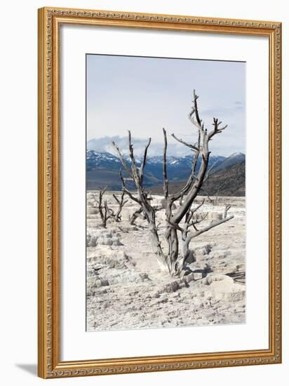 USA, Yellowstone National Park, Mammoth Hot Springs, Main Terrace-Catharina Lux-Framed Photographic Print