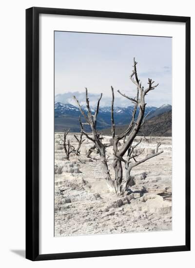 USA, Yellowstone National Park, Mammoth Hot Springs, Main Terrace-Catharina Lux-Framed Photographic Print
