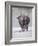 USA, Yellowstone National Park. One bison during winter.-George Theodore-Framed Photographic Print