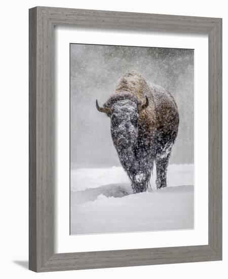 USA, Yellowstone National Park. One bison during winter.-George Theodore-Framed Photographic Print