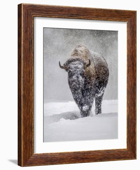 USA, Yellowstone National Park. One bison during winter.-George Theodore-Framed Photographic Print