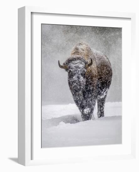 USA, Yellowstone National Park. One bison during winter.-George Theodore-Framed Photographic Print