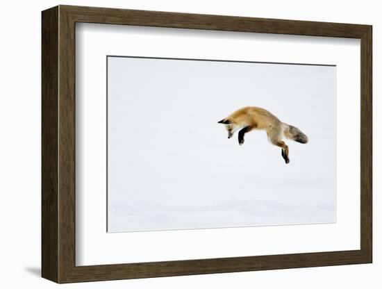 USA, Yellowstone National Park, Wyoming. A red fox leaps for his prey hiding under the snow.-Deborah Winchester-Framed Photographic Print