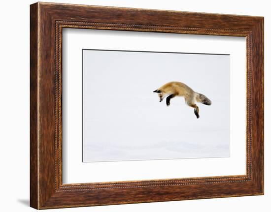 USA, Yellowstone National Park, Wyoming. A red fox leaps for his prey hiding under the snow.-Deborah Winchester-Framed Photographic Print