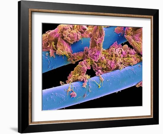 Used Dental Floss, SEM-Steve Gschmeissner-Framed Photographic Print