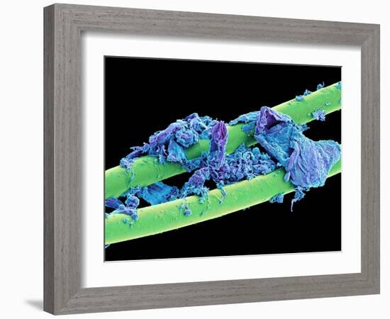 Used Dental Floss, SEM-Steve Gschmeissner-Framed Photographic Print