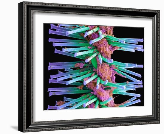 Used Interdental Brush, SEM-Steve Gschmeissner-Framed Photographic Print