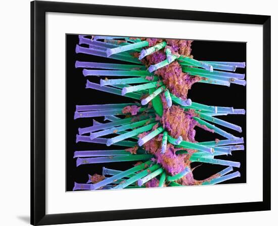 Used Interdental Brush, SEM-Steve Gschmeissner-Framed Photographic Print