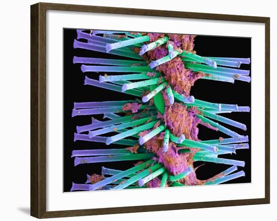 Used Interdental Brush, SEM-Steve Gschmeissner-Framed Photographic Print