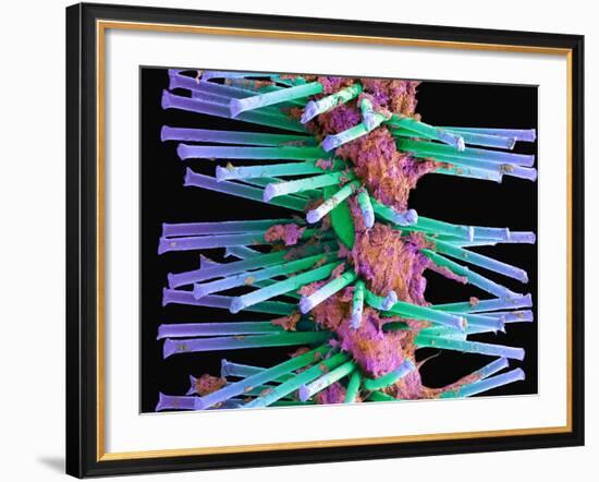 Used Interdental Brush, SEM-Steve Gschmeissner-Framed Photographic Print