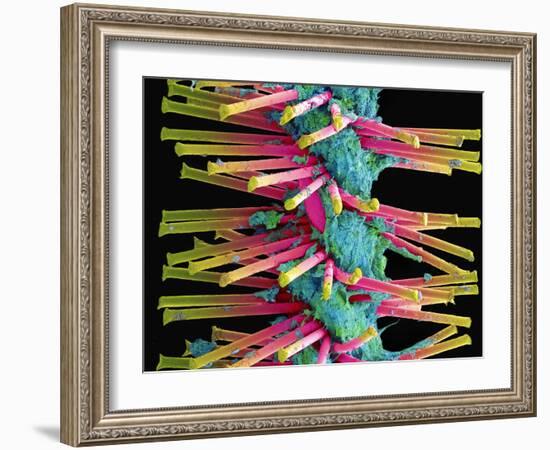 Used Interdental Brush, SEM-Steve Gschmeissner-Framed Photographic Print