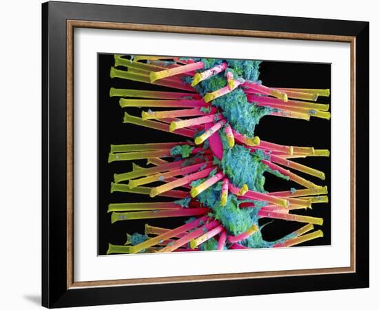 Used Interdental Brush, SEM-Steve Gschmeissner-Framed Photographic Print