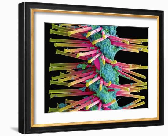 Used Interdental Brush, SEM-Steve Gschmeissner-Framed Photographic Print