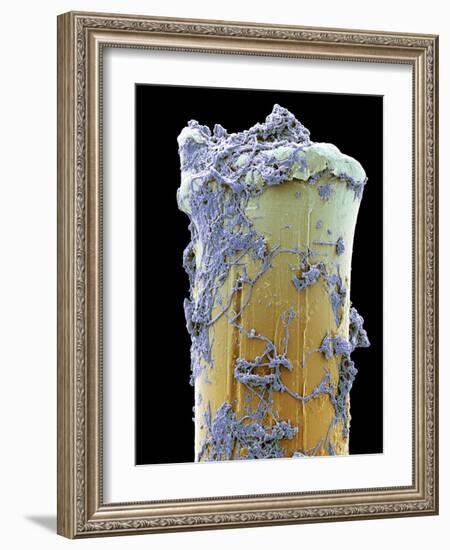 Used Toothbrush Bristle, SEM-Steve Gschmeissner-Framed Photographic Print