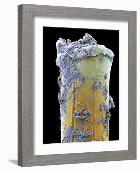 Used Toothbrush Bristle, SEM-Steve Gschmeissner-Framed Photographic Print