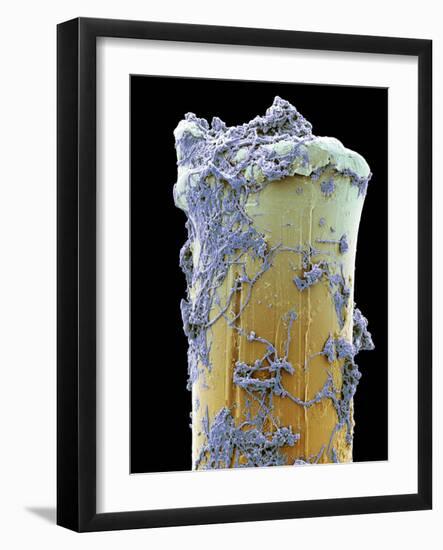 Used Toothbrush Bristle, SEM-Steve Gschmeissner-Framed Photographic Print