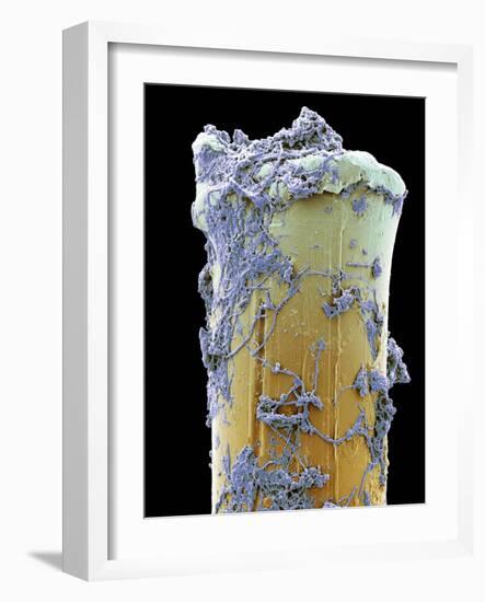 Used Toothbrush Bristle, SEM-Steve Gschmeissner-Framed Photographic Print