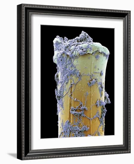 Used Toothbrush Bristle, SEM-Steve Gschmeissner-Framed Photographic Print