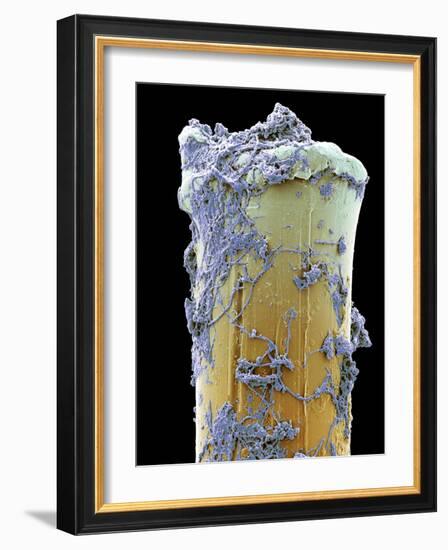 Used Toothbrush Bristle, SEM-Steve Gschmeissner-Framed Photographic Print