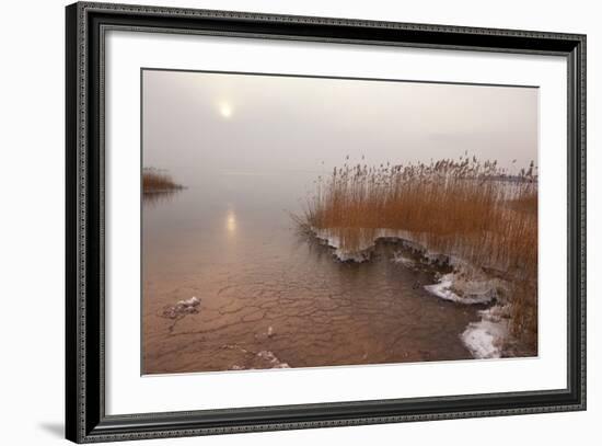 Usedom, Achterwasser, Reed, Frost-Catharina Lux-Framed Photographic Print